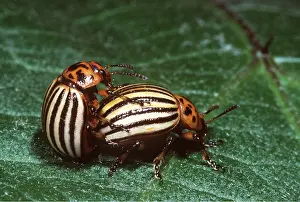 Pascal Goetgheluck: Colorado Beetle / Colorado Potato / Ten-lined Potato