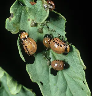 Tomato: Colorado beetle larva