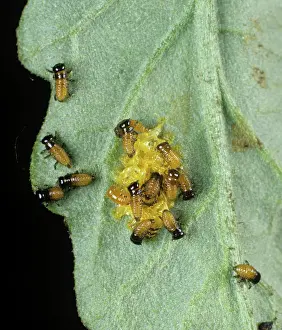 Grub: Colorado Beetle larvae on Tomato leaf