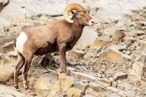 George: Colorado. Big horn sheep