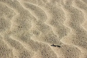 Algodones: Colorado Desert Fringe-toed Lizard