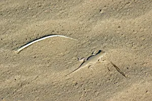 Algodones: Colorado Desert Fringe-toed Lizard