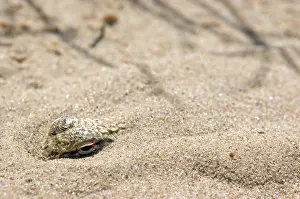 Algodones: Colorado Desert Fringe-toed Lizard