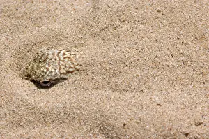 Algodones: Colorado Desert Fringe-toed Lizard