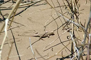 Algodones: Colorado Desert Fringe-toed Lizard
