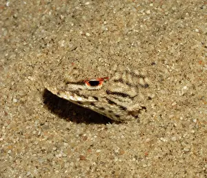 Phrynosomatidae: Colorado Desert Fringe-toed Lizard