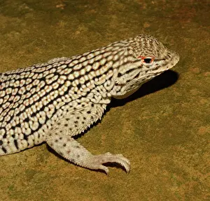 Phrynosomatidae: Colorado Desert Fringe-toed Lizard