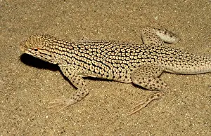 Phrynosomatidae: Colorado Desert Fringe-toed Lizard