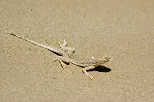 Algodones: Colorado Desert Fringe-toed Lizard