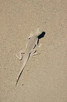 Algodones: Colorado Desert Fringe-toed Lizard