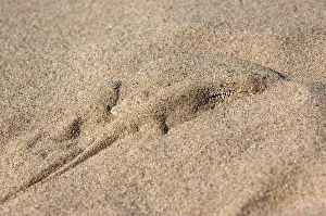 Algodones: Colorado Desert Fringe-toed Lizard