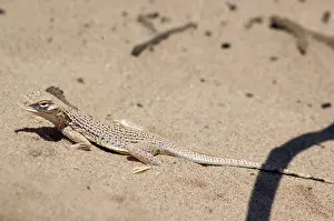 Algodones: Colorado Desert Fringe-toed Lizard