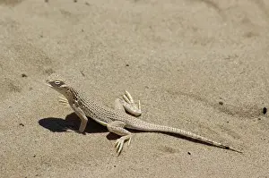 Algodones: Colorado Desert Fringe-toed Lizard