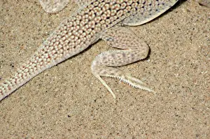 Algodones: Colorado Desert Fringe-toed Lizard
