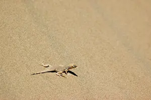 Algodones: Colorado Desert Fringe-toed Lizard