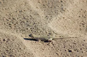 Algodones: Colorado Desert Fringe-toed Lizard