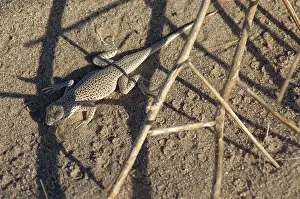 Algodones: Colorado Desert Fringe-toed Lizard