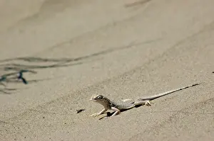 Algodones: Colorado Desert Fringe-toed Lizard