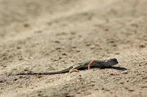 Algodones: Colorado Desert Fringe-toed Lizard