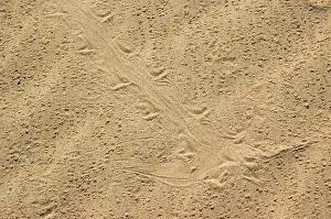 Algodones: Colorado Desert Fringe-toed Lizard Tracks