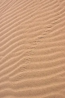 Algodones: Colorado Desert Sidewinder Tracks