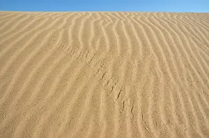 Algodones: Colorado Desert Sidewinder Tracks
