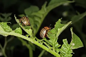Leptinotarsa: Colorado potato beetle - two