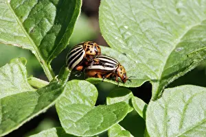 Leptinotarsa: Colorado potato beetle - two