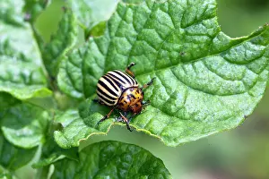 Leptinotarsa: Colorado Potato Beetle
