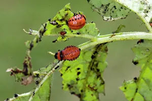 Leptinotarsa: Colorado Potato Beetle