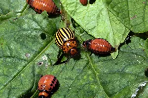 Leptinotarsa: Colorado Potato Beetle
