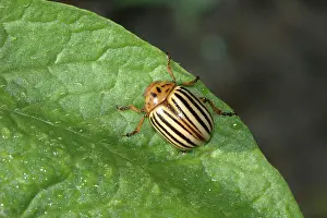 Chrysomelidae: Colorado Potato Beetle