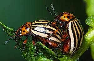 Leptinotarsa: Colorado Potato Beetle