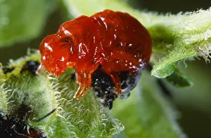 Leptinotarsa: Colorado Potato Beetle