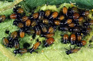 Leptinotarsa: Colorado Potato Beetle