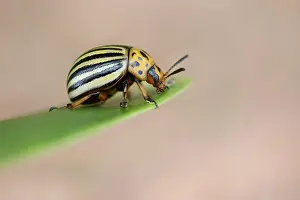 Introduced: Colorado Potato Beetle