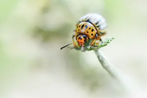 Introduced: Colorado Potato Beetle