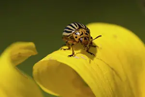 Destructive: Colorado Potato Beetle / Colorado Beetle