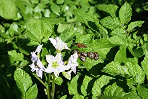 Leptinotarsa: Colorado potato beetle - feeding