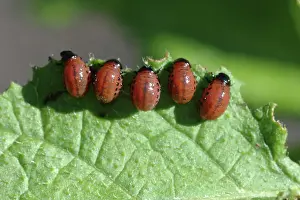 Chrysomelidae: Colorado Potato Beetle larvae