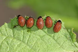 Chrysomelidae: Colorado Potato Beetle larvae