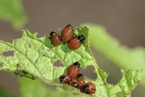 Chrysomelidae: Colorado Potato Beetle larvae