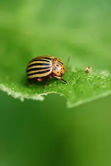 Bitten: Colorado potato beetle (Leptinotarsa decemlineata)