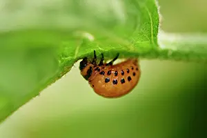 Bitten: Colorado potato beetle (Leptinotarsa decemlineata)