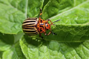 Bulgarian: Colorado potato beetle (Leptinotarsa decemlineata)