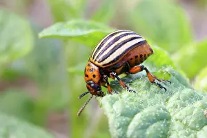 Leptinotarsa: Colorado potato beetle (Leptinotarsa decemlineata)