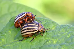 Leptinotarsa: Two Colorado potato beetle (Leptinotarsa decemlineata)