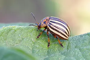 Leptinotarsa: Colorado potato beetle (Leptinotarsa decemlineata)