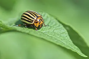 Leptinotarsa: Colorado potato beetle (Leptinotarsa decemlineata)
