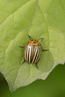 Potato: Colorado potato beetle (Leptinotarsa decemlineata)